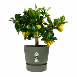 elho 8711904332457 jardinière Vert Plastique
