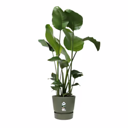 elho 8711904332457 jardinière Vert Plastique - Vue supplémentaire 5