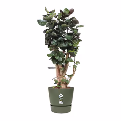 elho 8711904332471 jardinière Vert Plastique
