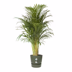 elho 8711904332471 jardinière Vert Plastique - Vue supplémentaire 5