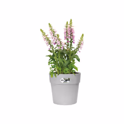 elho 8711904332495 jardinière Gris Plastique