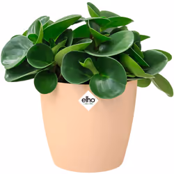 Elho Bac à fleurs rond jardinière Pêche Bleu Or en plastique pour extérieur jardin terrasse pot de fleurs Nude / 1.4 Litres