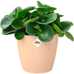 Elho Bac à fleurs rond jardinière Pêche Bleu Or en plastique pour extérieur jardin terrasse pot de fleurs Nude / 1.4 Litres