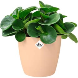 Elho Bac à fleurs rond jardinière Pêche Bleu Or en plastique pour extérieur jardin terrasse pot de fleurs Nude / 3.3 Litres