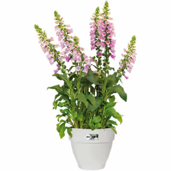 Ajoutez une touche de couleur à votre extérieur ! Esthétique, robuste et recyclable : Cette jardinière au design sobre et eff ...