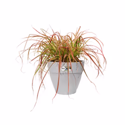 elho 8711904333294 jardinière Gris Plastique