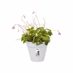 elho 8711904334468 jardinière Blanc Plastique