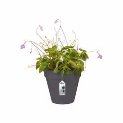 elho 8711904334482 jardinière Noir Plastique