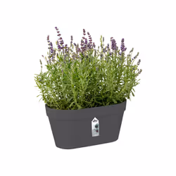 elho 8711904334529 jardinière Noir Plastique