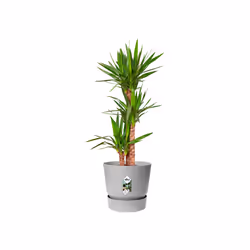 elho 8711904345754 jardinière Gris Plastique