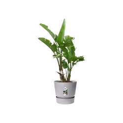 elho 8711904345839 jardinière Gris Plastique
