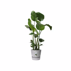 elho 8711904345839 jardinière Gris Plastique - Vue supplémentaire 4