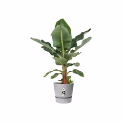 elho 8711904345839 jardinière Gris Plastique - Vue supplémentaire 5