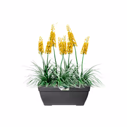 elho 8711904346256 pot à fleurs Extérieure Plastique Noir - Vue supplémentaire 4