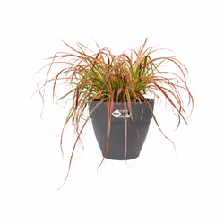 elho 8711904346379 jardinière Noir Plastique