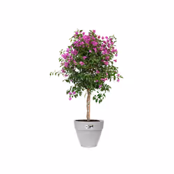 elho 8711904346409 jardinière Gris Plastique