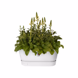 elho 8711904346874 pot à fleurs Extérieure Plastique Blanc