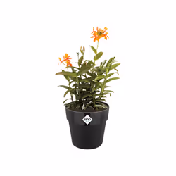 elho 8711904347970 jardinière Noir Plastique