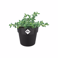 elho 8711904348151 jardinière Noir Plastique