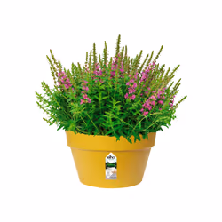 elho 8711904348397 jardinière Jaune Plastique