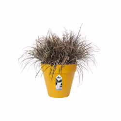 elho 8711904348502 jardinière Jaune Plastique