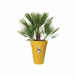 elho 8711904348625 jardinière Jaune Plastique