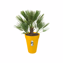 elho 8711904348625 jardinière Jaune Plastique - Vue supplémentaire 4