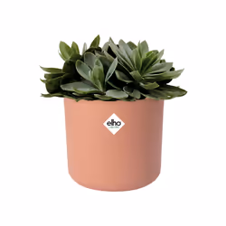 elho 8711904349257 jardinière Rose Plastique