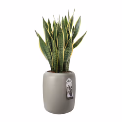 elho 8711904350185 pot à fleurs Intérieur & extérieur Plastique Beige