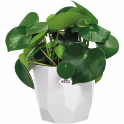 Elho - Jardinière carré pot de fleur Blanc 1,5L bac à fleur en plastique pour exterieur jardin terrasse