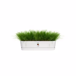 elho 8711904357672 pot à fleurs Extérieure Plastique Blanc - Vue supplémentaire 4