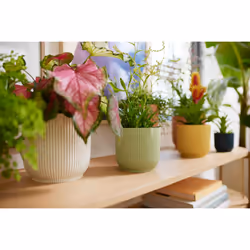elho 8711904481247 jardinière Blanc Plastique - Vue supplémentaire 10