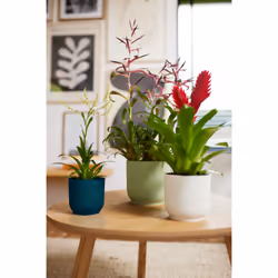 elho 8711904481247 jardinière Blanc Plastique - Vue supplémentaire 11