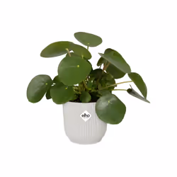elho 8711904481247 jardinière Blanc Plastique - Vue supplémentaire 5