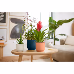 elho 8711904481278 jardinière Bleu Plastique - Vue supplémentaire 11