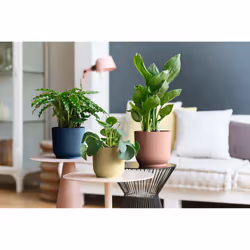 elho 8711904481278 jardinière Bleu Plastique - Vue supplémentaire 12