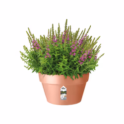 elho 8711904481414 jardinière Rose Plastique