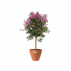 elho 8711904483135 jardinière Marron Plastique - Vue supplémentaire 5