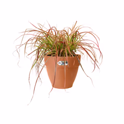 elho 8711904483135 jardinière Marron Plastique - Vue supplémentaire 6