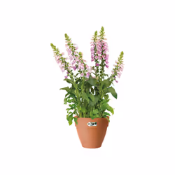 elho 8711904483135 jardinière Marron Plastique - Vue supplémentaire 7