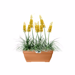 elho 8711904483210 pot à fleurs Extérieure Plastique Marron - Vue supplémentaire 4