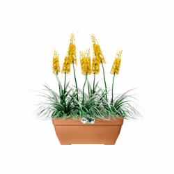 elho 8711904483210 pot à fleurs Extérieure Plastique Marron - Vue supplémentaire 5