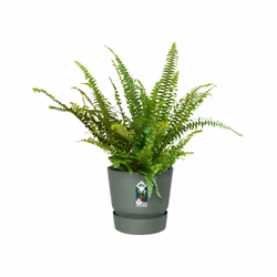 elho 8711904487966 jardinière Vert Plastique