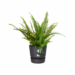 elho 8711904487980 jardinière Noir Plastique