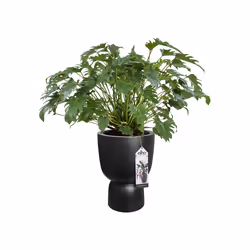 elho 8711904492700 jardinière Noir Plastique