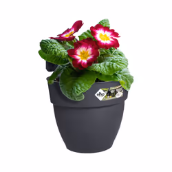 elho 8711904492939 pot à fleurs Extérieure Plastique Noir - Vue supplémentaire 4