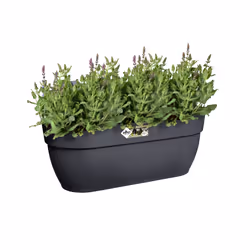 elho 8711904492991 pot à fleurs Extérieure Plastique Noir - Vue supplémentaire 6