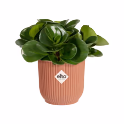 elho 8711904493981 jardinière Rose Plastique