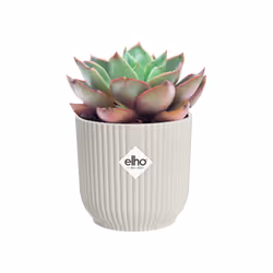elho 8711904494018 jardinière Blanc Plastique