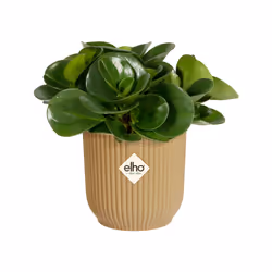 elho 8711904494070 jardinière Jaune Plastique